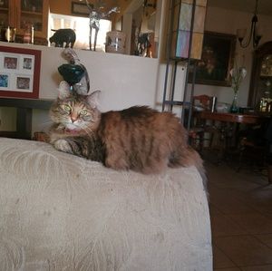 Meet your Posher, Gerald